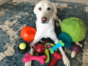 dogs toys