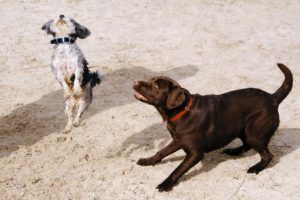 Choosing The Right Dog Breed