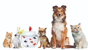 image of cats, birds, fish and dogs