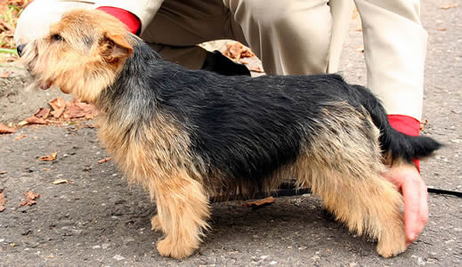 Norwich Terrier - PetsLife