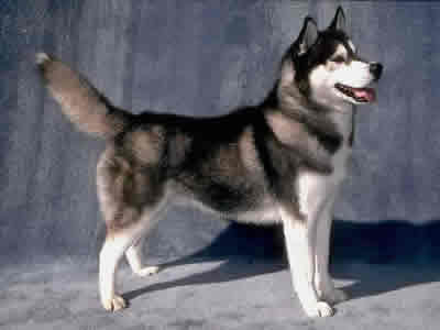 Siberian Husky PetsLife