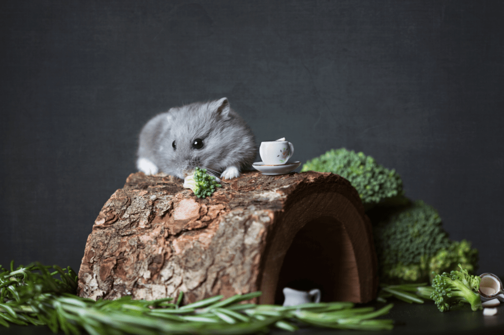 View of Types of Hamster Cage Accessories - PetsLife
