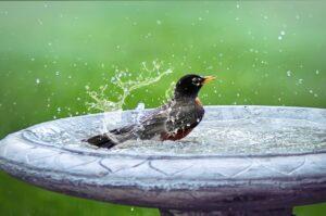 bird in bird bath in garden